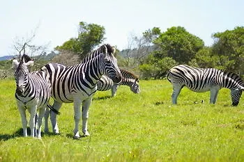 Kragga Kamma Game Park Villa Port Elizabeth South Africa